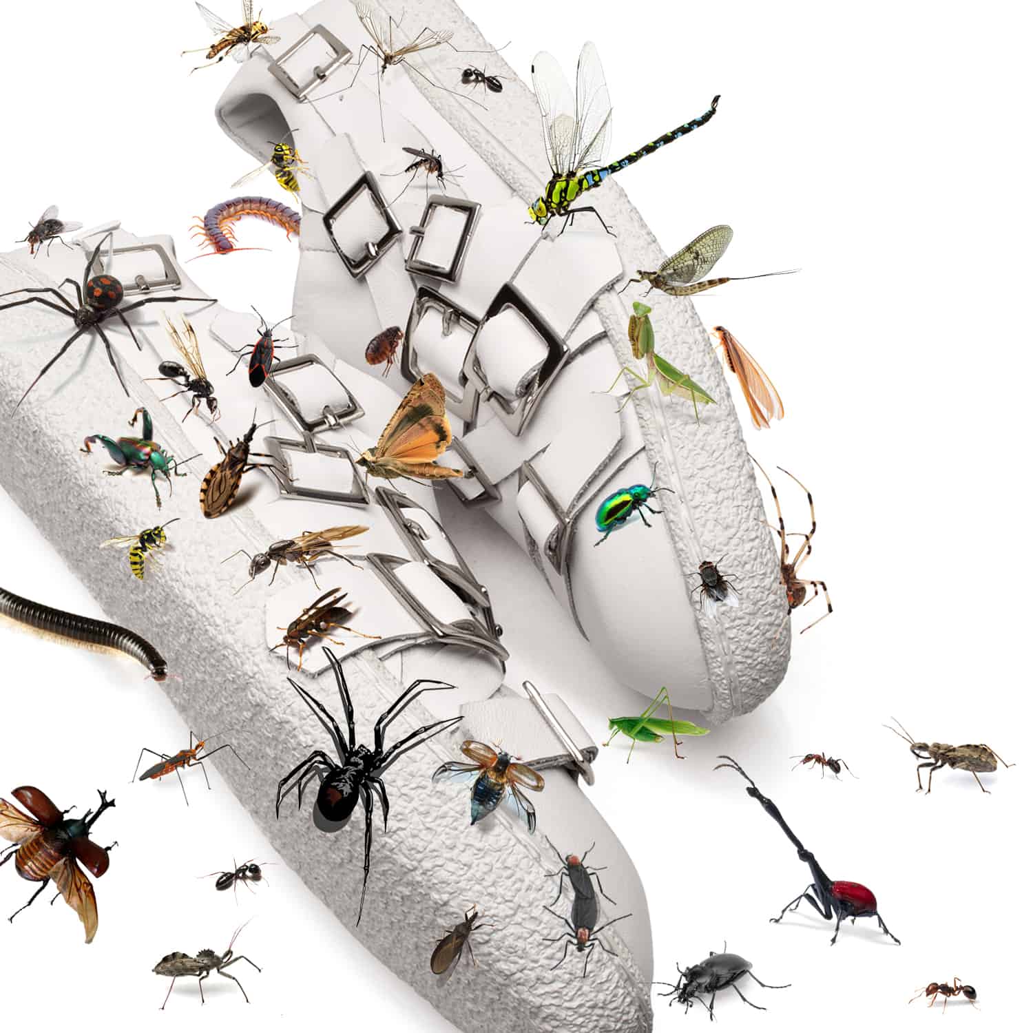 Diego Vanassibara Insects Shoe Diego-Vanassibara-DV077-insects-shoe